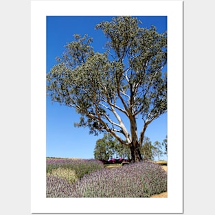 Gum tree among the lavender 3 Posters and Art